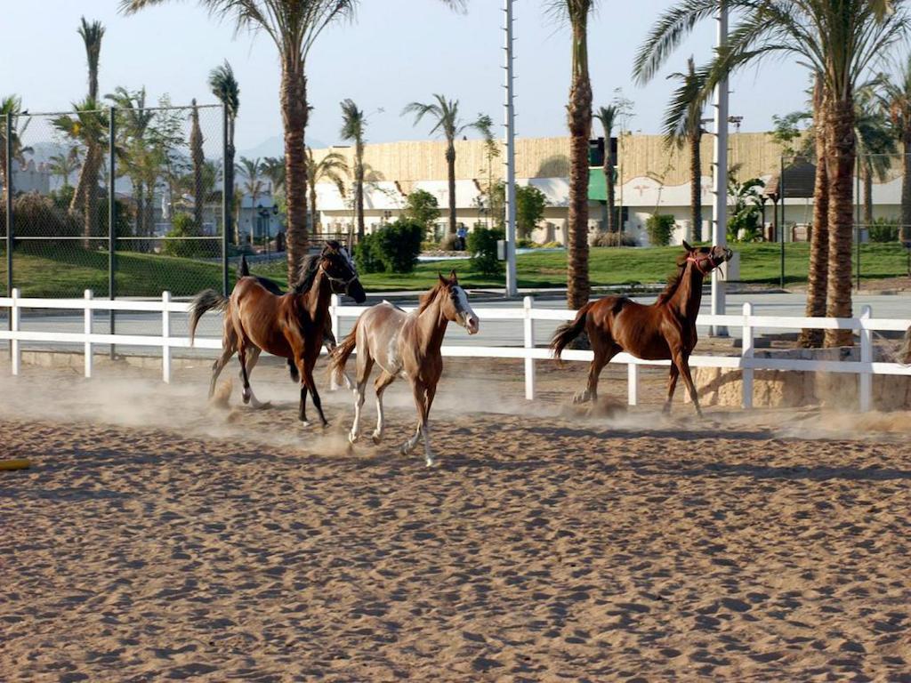 Concorde El Salam Sharm El Sheikh Sport Hotel Exteriér fotografie